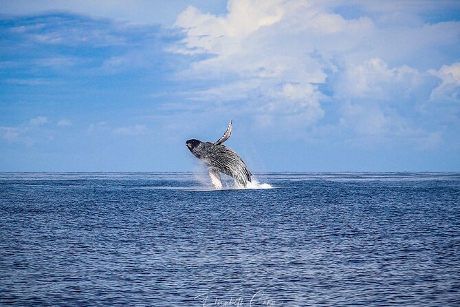 Kona Deluxe Catamaran Whale Watch - Seating, views, and comfort on the catamaran