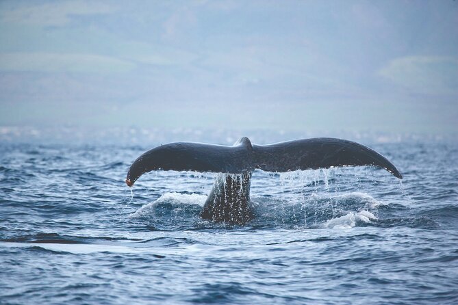 Kona Deluxe Catamaran Whale Watch - Should you book the Spirit of Aloha?