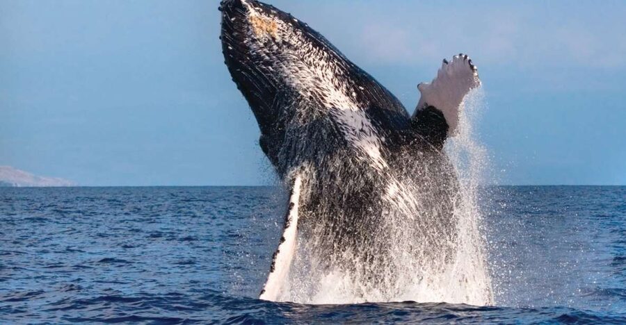 Kona Deluxe Catamaran Whale Watching Cruise - What a whale sighting can really look like