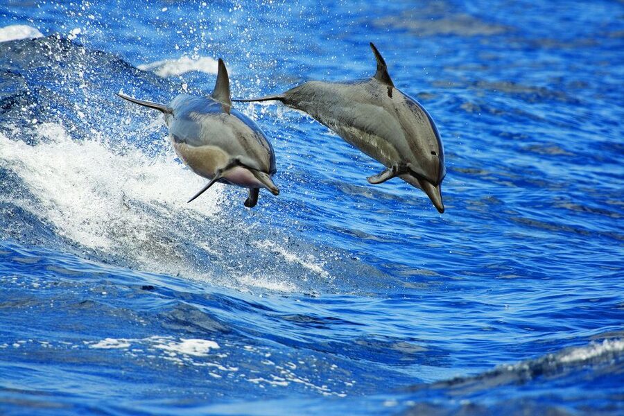 Kona Deluxe Catamaran Whale Watching Cruise - Why the free re-ride matters