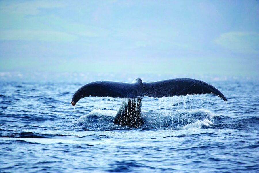 Kona Deluxe Catamaran Whale Watching Cruise - Timing, departures, and the value of 90 minutes