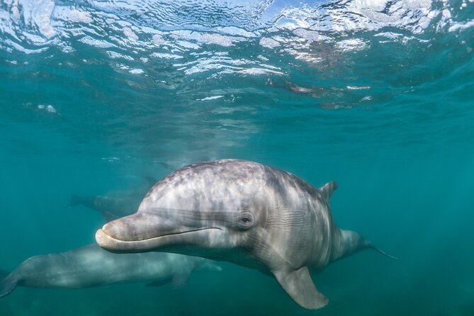 Lagos: Dolphins & Benagil Caves – Catamaran - Setting Out From Lagos for the Atlantic