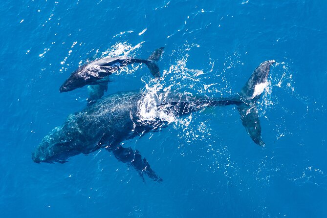 Lagos: Dolphins & Benagil Caves – Catamaran - Who Will Enjoy This Boat Trip Most?