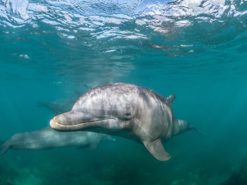 Lagos: Dolphins & Caves - Catamaran - The value of $58 per person