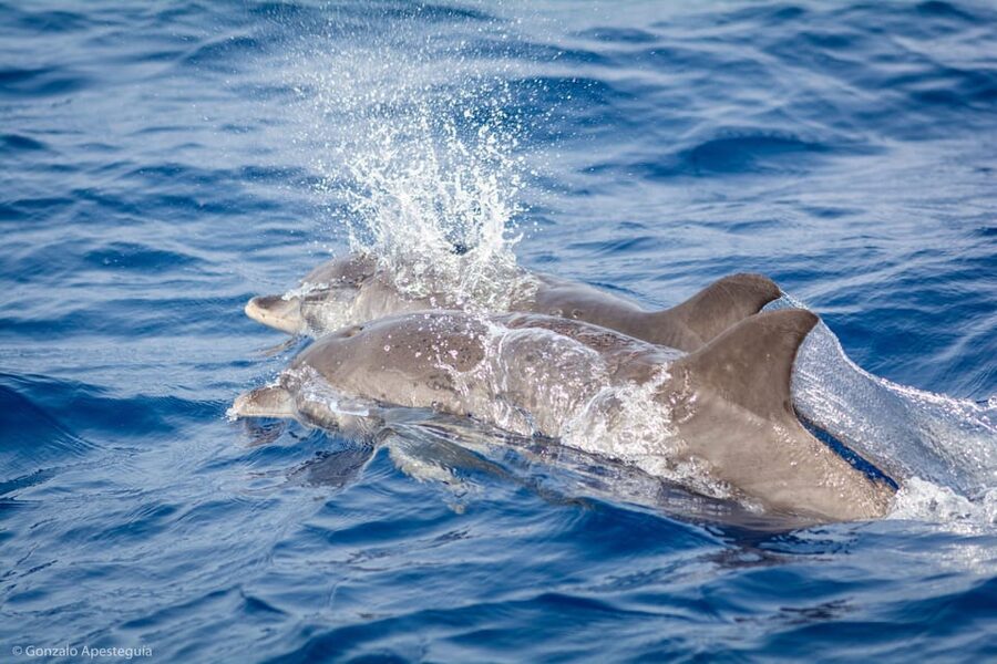 Lanzarote: Whale and Dolphin Watching Eco-Friendly Catamaran - Why the electric catamaran changes the experience