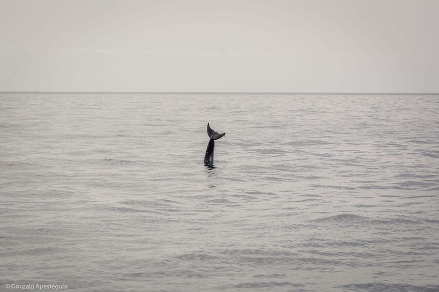 Lanzarote: Whale and Dolphin Watching Eco-Friendly Catamaran - Searching for dolphins and whales without chasing them