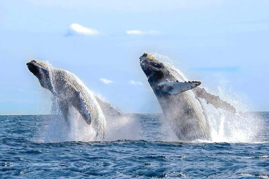 Los Cabos: Catamaran Whale Watching Cruise - Finding the Gali Plaza check-in desk
