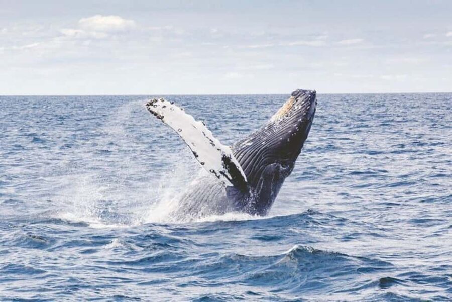 Los Cabos: Catamaran Whale Watching Cruise - Two hours on the catamaran