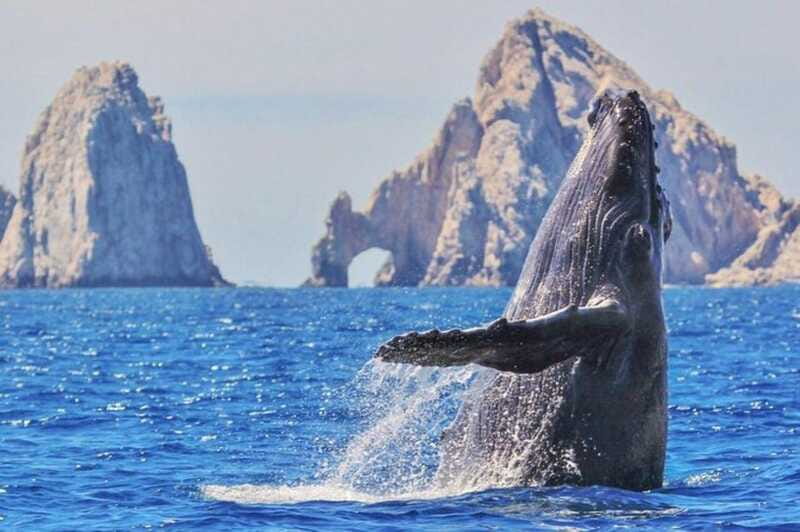 Los Cabos: Catamaran Whale Watching Cruise - Who should choose this catamaran outing?