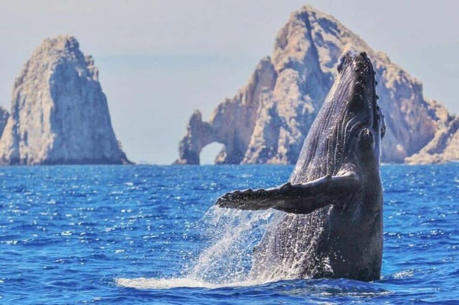 Los Cabos: Catamaran Whale Watching Cruise - What the four-hour schedule really includes