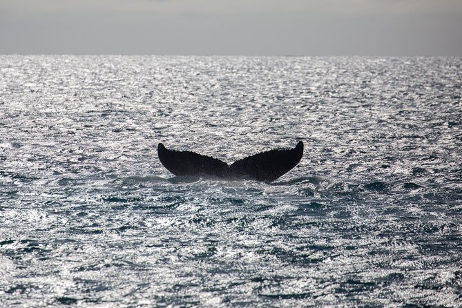 Luxury Catamaran Whale Watch - The naturalist talk and the sound of whale song