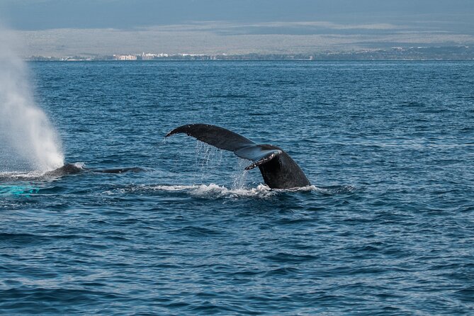 Luxury Catamaran Whale Watch - The value of a $119 whale watch