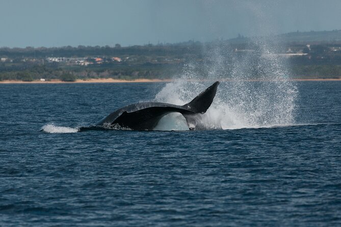 Luxury Catamaran Whale Watch - Timing, parking, and the small practical details