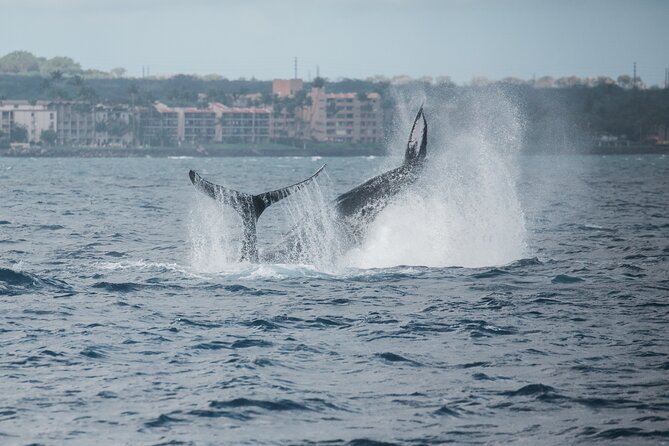 Luxury Catamaran Whale Watch - Catamaran comfort, shade, and room to move