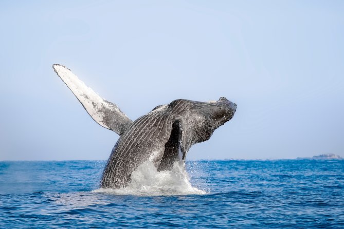 Luxury Catamaran Whale Watching Cabo San Lucas - The hydrophone makes the trip more than visual