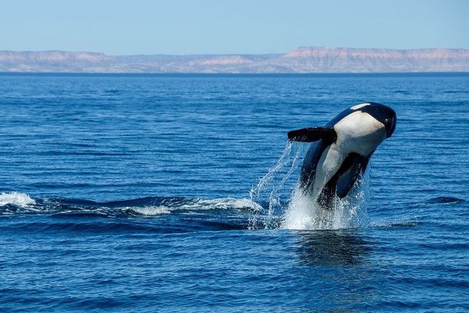 Luxury Catamaran Whale Watching Cabo San Lucas - Drinks, snacks, and the onboard meal
