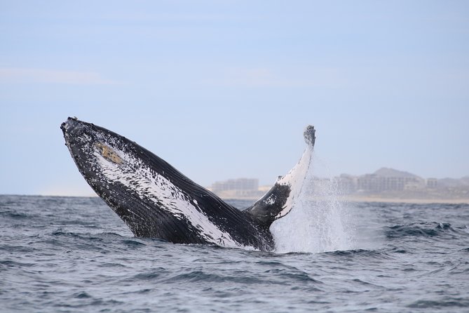 Luxury Catamaran Whale Watching Cabo San Lucas - What the crew adds to the experience