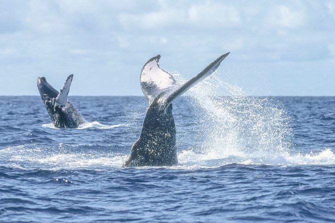 Luxury Catamaran Whale Watching Cabo San Lucas - Boat comfort, movement, and safety concerns