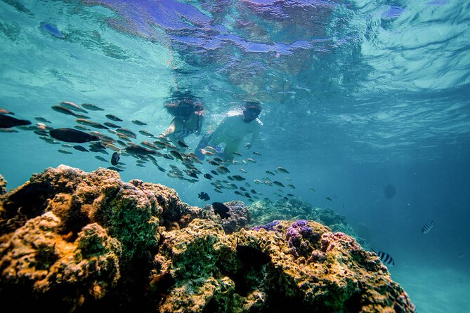 LUXURY PRIVATE Catamaran Bora Bora : Half-Day Trip - The snorkeling stop feels like swimming in an aquarium