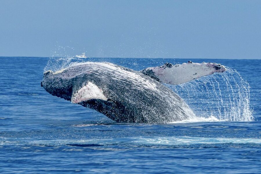 Ma'alaea Harbor: Whale Watching Tour Aboard Power Catamaran - Key points at a glance