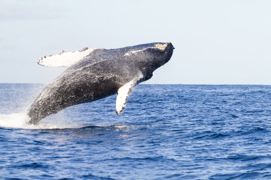Ma'alaea Harbor: Whale Watching Tour Aboard Power Catamaran - A roomy power catamaran for a two-hour cruise