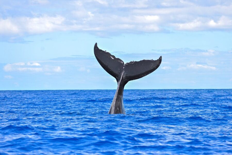 Ma'alaea Harbor: Whale Watching Tour Aboard Power Catamaran - The hydrophone changes the experience