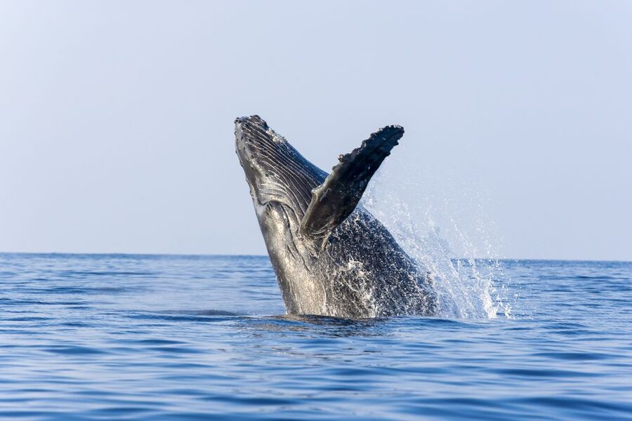 Ma'alaea Harbor: Whale Watching Tour Aboard Power Catamaran - The best sightings are never promised