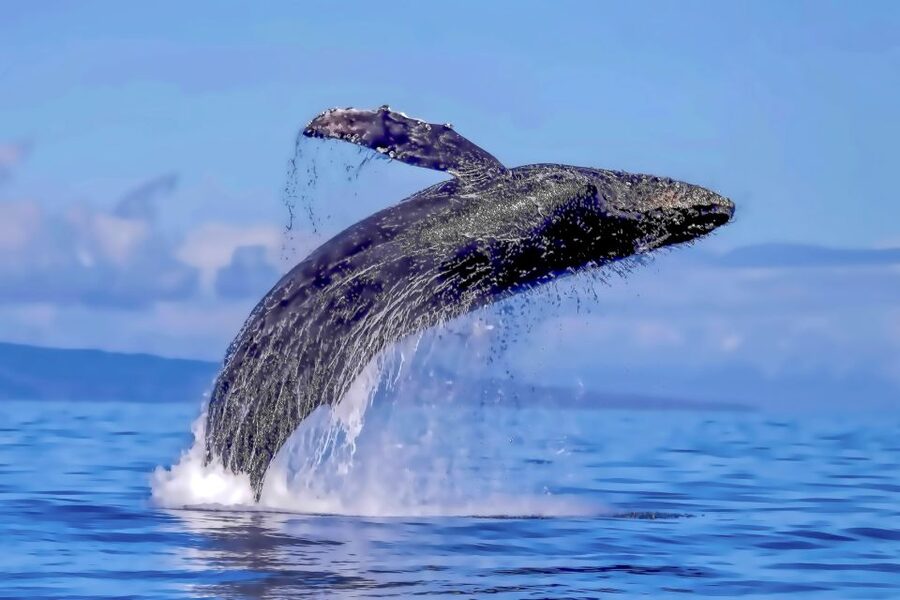 Ma'alaea Harbor: Whale Watching Tour Aboard Power Catamaran - Crew narration and the value of a good captain