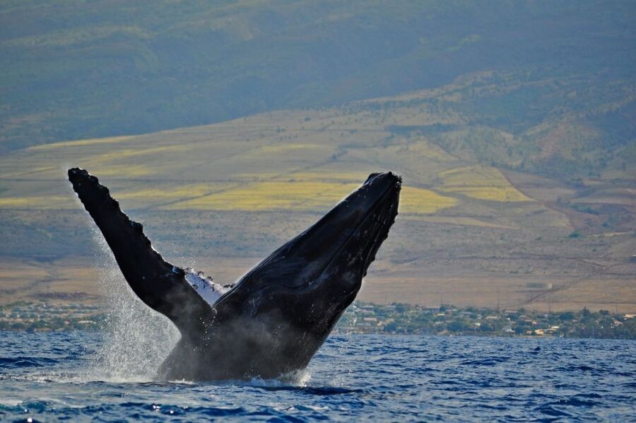 Ma'alaea Harbor: Whale Watching Tour Aboard Power Catamaran - Is $49 a good price?