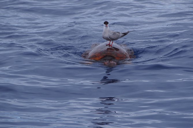 Madeira Dolphin and Whale Watching on a Ecological Catamaran - Who will enjoy this cruise most?