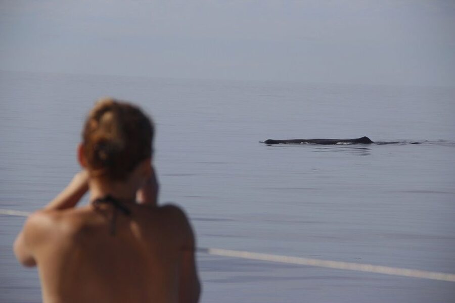 Madeira: Funchal Sunset Tour by Catamaran - Sea conditions, clothing, and comfort