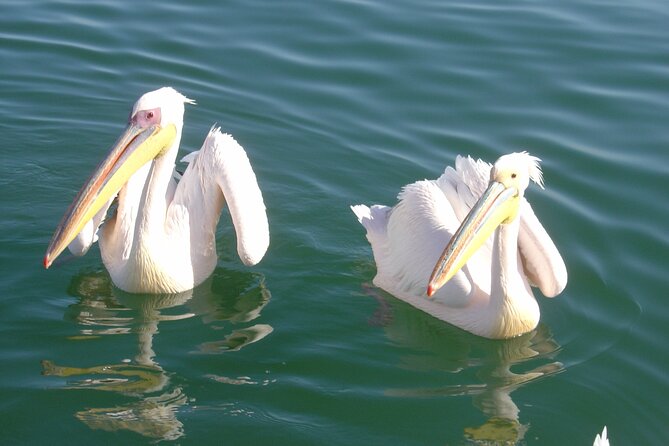 Marine Dune Day: Catamaran Cruise and Sandwich Harbor Dune Drive - A morning on Walvis Bay with seals and pelicans