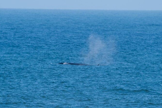 Marine Dune Day: Catamaran Cruise and Sandwich Harbor Dune Drive - Why the private format matters