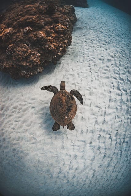 Maui: Luxury Catamaran Turtles & Tacos Snorkel - Tacos, Margaritas, and Local Beer After the Water
