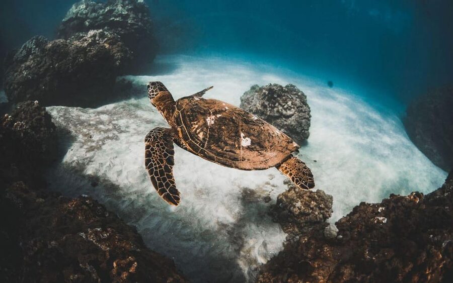 Maui: Luxury Catamaran Turtles & Tacos Snorkel - Boat Comfort That Makes a Difference