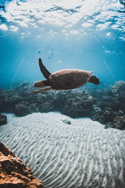 Maui: Luxury Catamaran Turtles & Tacos Snorkel - Is $159 a Fair Price?