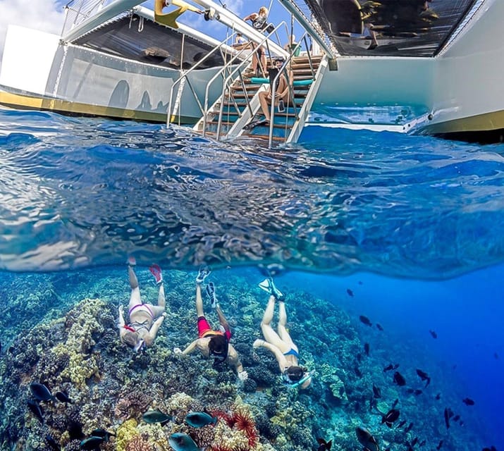 Maui: Luxury Catamaran Turtles & Tacos Snorkel - Who Will Enjoy This Most