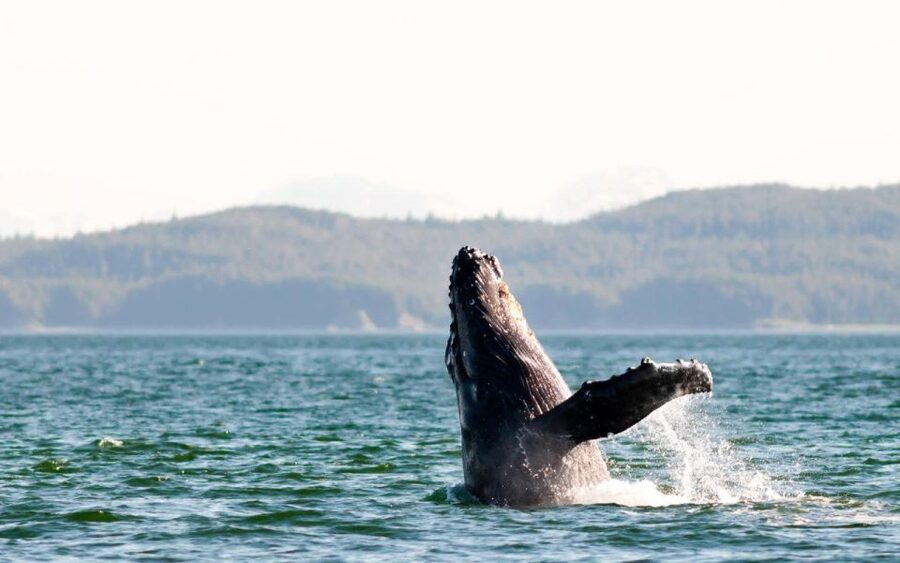 Maui: Luxury Catamaran Whale Watch & Sail - Key points at a glance