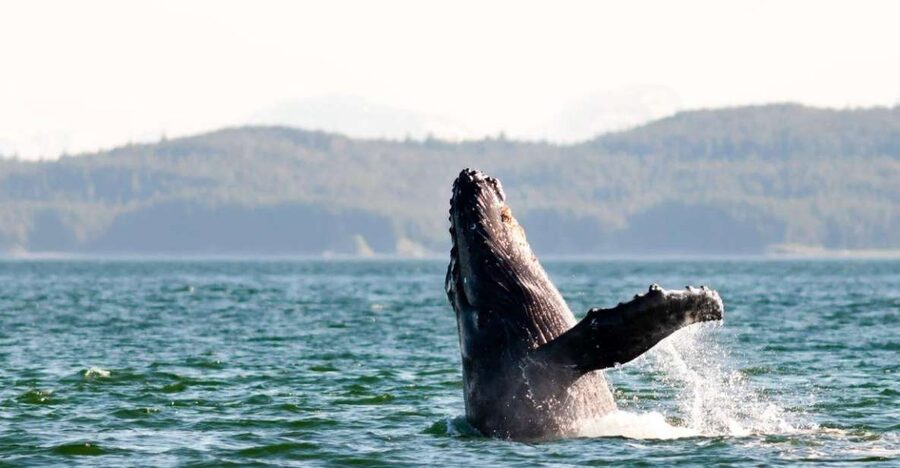 Maui: Luxury Catamaran Whale Watch & Sail - Who should choose this whale watch?