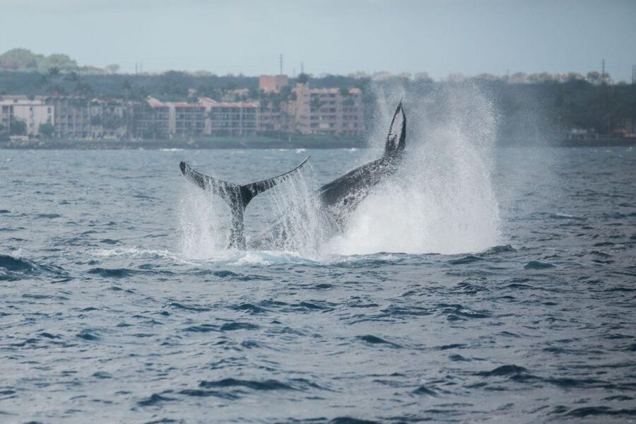 Maui: Luxury Catamaran Whale Watch & Sail - Hearing humpback songs through the hydrophone