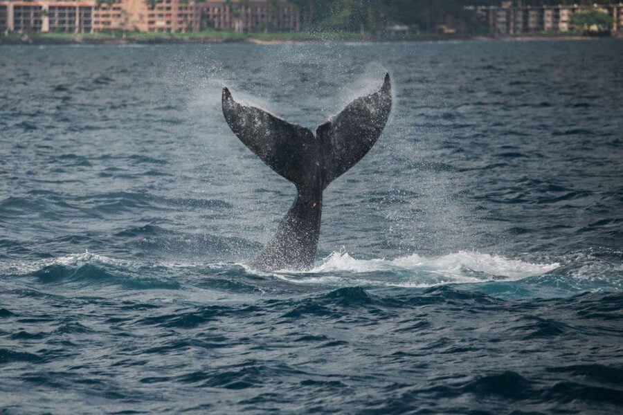 Maui: Luxury Catamaran Whale Watch & Sail - Catamaran comfort in sun, shade, and sea breeze