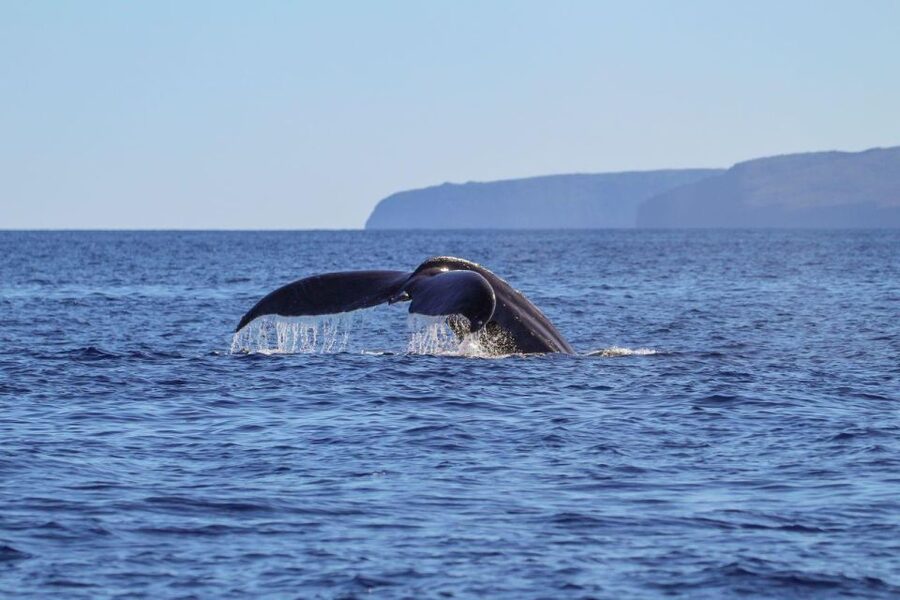 Maui: Luxury Catamaran Whale Watch & Sail - A photographer for the moments you cannot plan