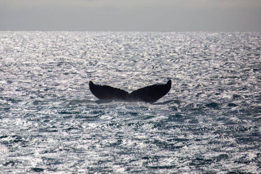 Maui: Luxury Catamaran Whale Watch & Sail - Is $119 a fair price?
