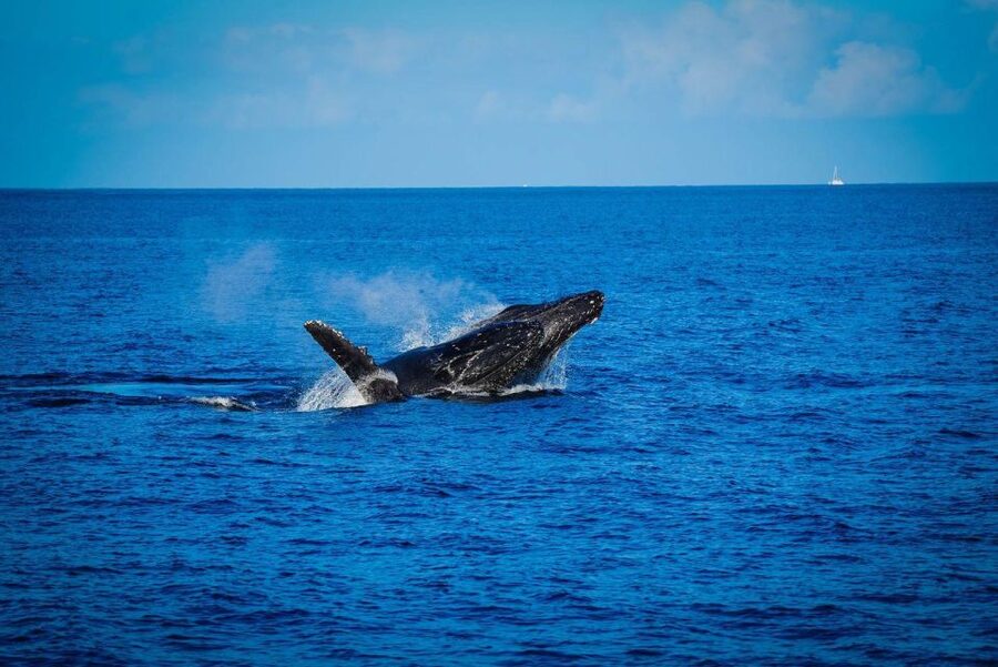 Maui: Luxury Catamaran Whale Watch & Sail - Boarding at Slip 56 in Ma’alaea
