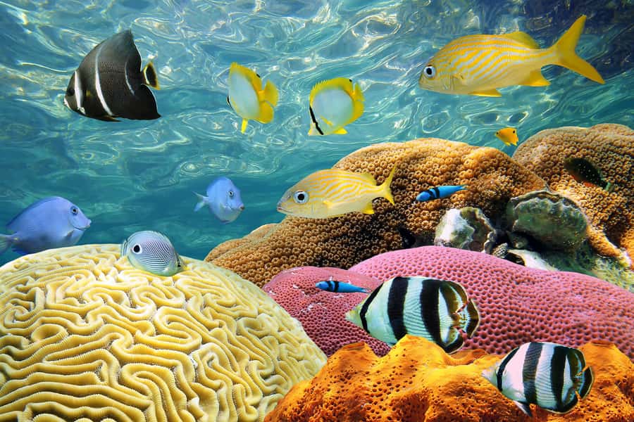 Miami: Key West with Catamaran Tour, Drinks, and Free Time - Should you book it?