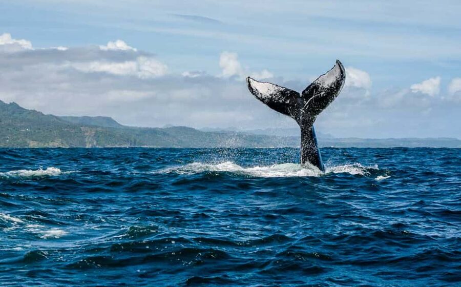 Miches: Half Day Whale Watching Catamaran Tour with Snacks - What makes this Miches whale tour worth considering