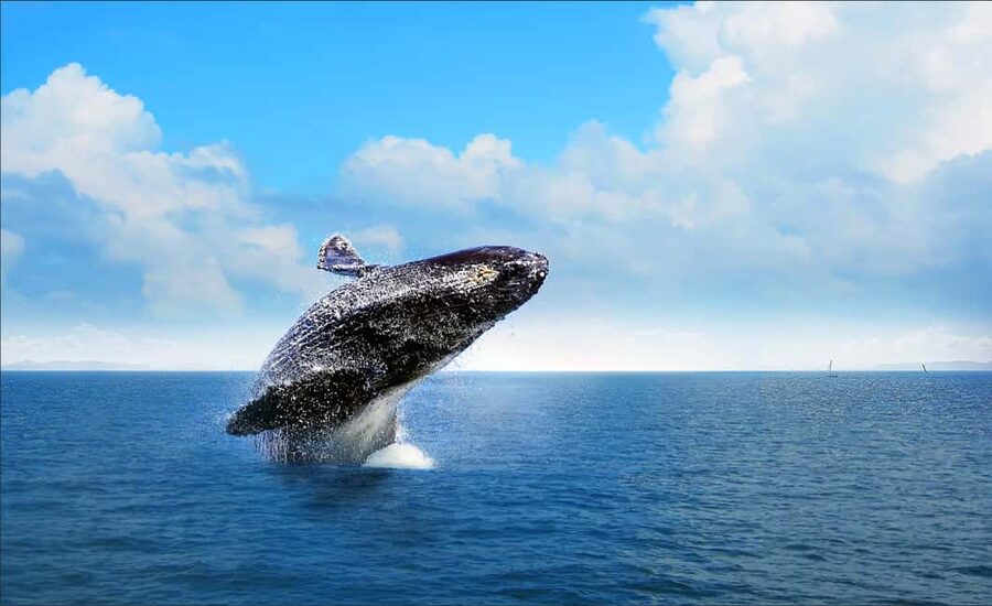 Miches: Half Day Whale Watching Catamaran Tour with Snacks - Into Samaná Bay, where the whales gather