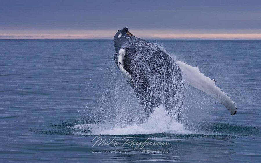 Miches: Half Day Whale Watching Catamaran Tour with Snacks - Who will enjoy this outing most