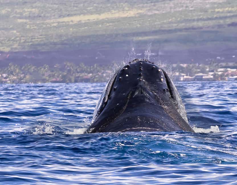 Miches: Half Day Whale Watching Catamaran Tour with Snacks - Should you book the Miches whale tour?