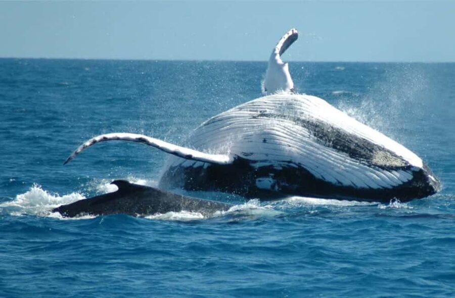 Miches: Half Day Whale Watching Catamaran Tour with Snacks - A catamaran built for watching whales